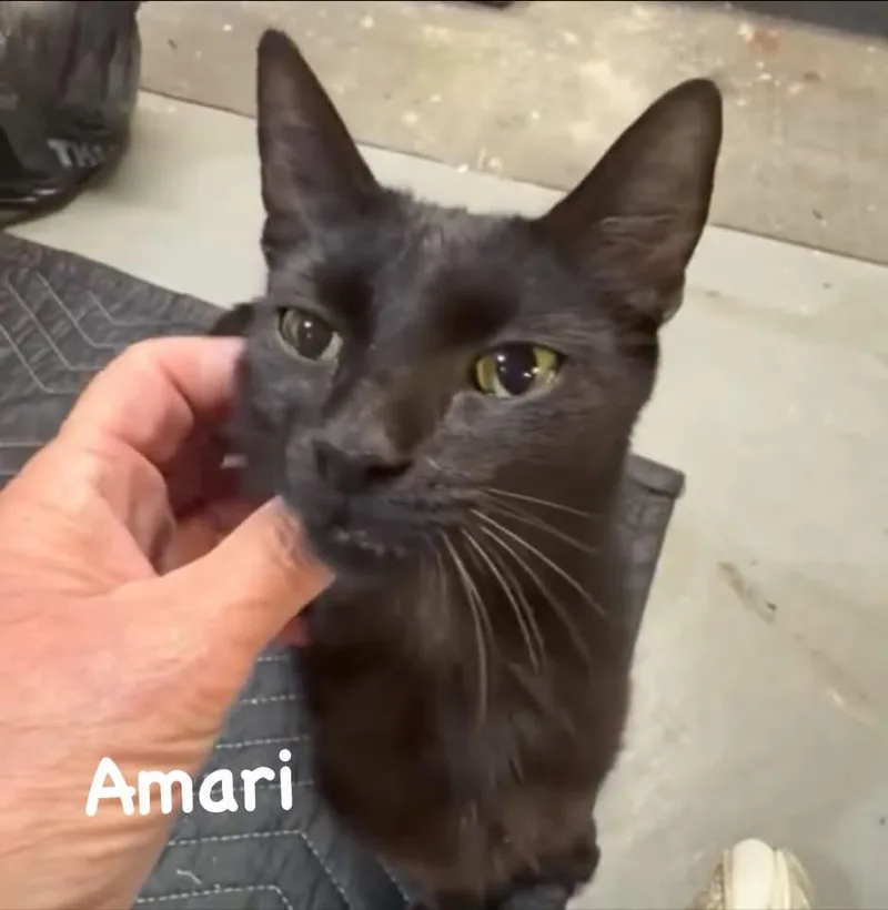Amari thumbnail 2