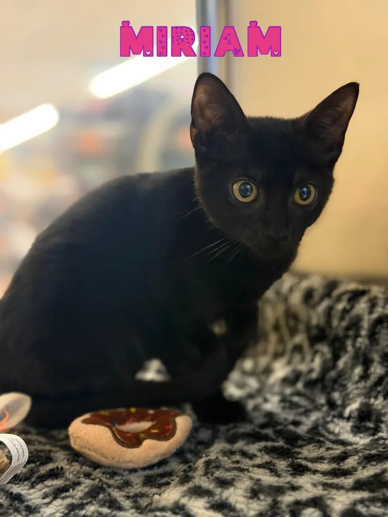 A baby medium-sized female Black Domestic Short Hair cat named Miriam for adoption in Spring Lake, NJ