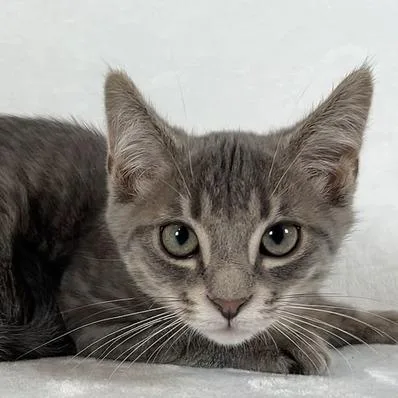 A baby small-sized male Gray / Blue / Silver Domestic Short Hair cat named Apollo for adoption in Johnson City, TN