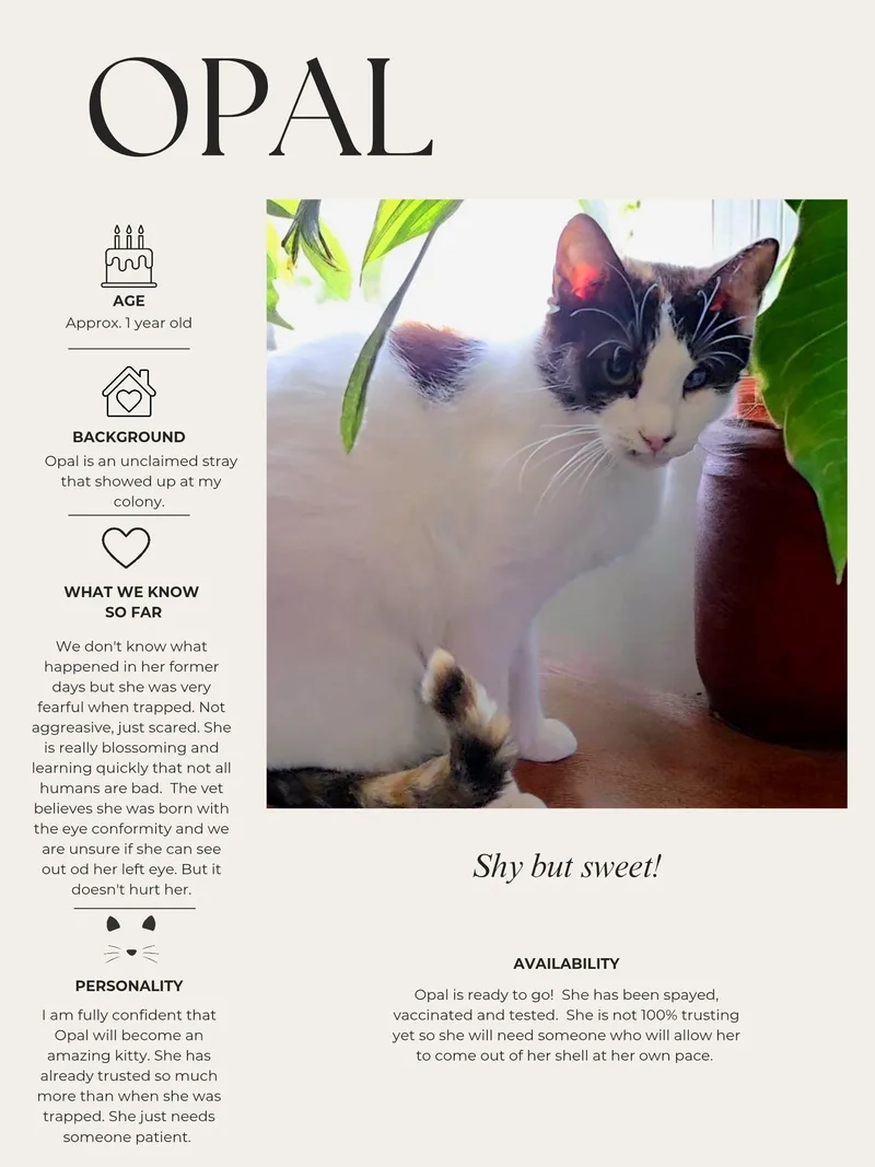 An adult medium-sized female Domestic Short Hair cat named Opal for adoption in Kenhorst, PA