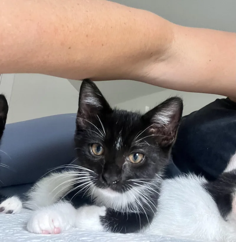 A baby small-sized male Domestic Short Hair cat named George for adoption in Richmond, VA