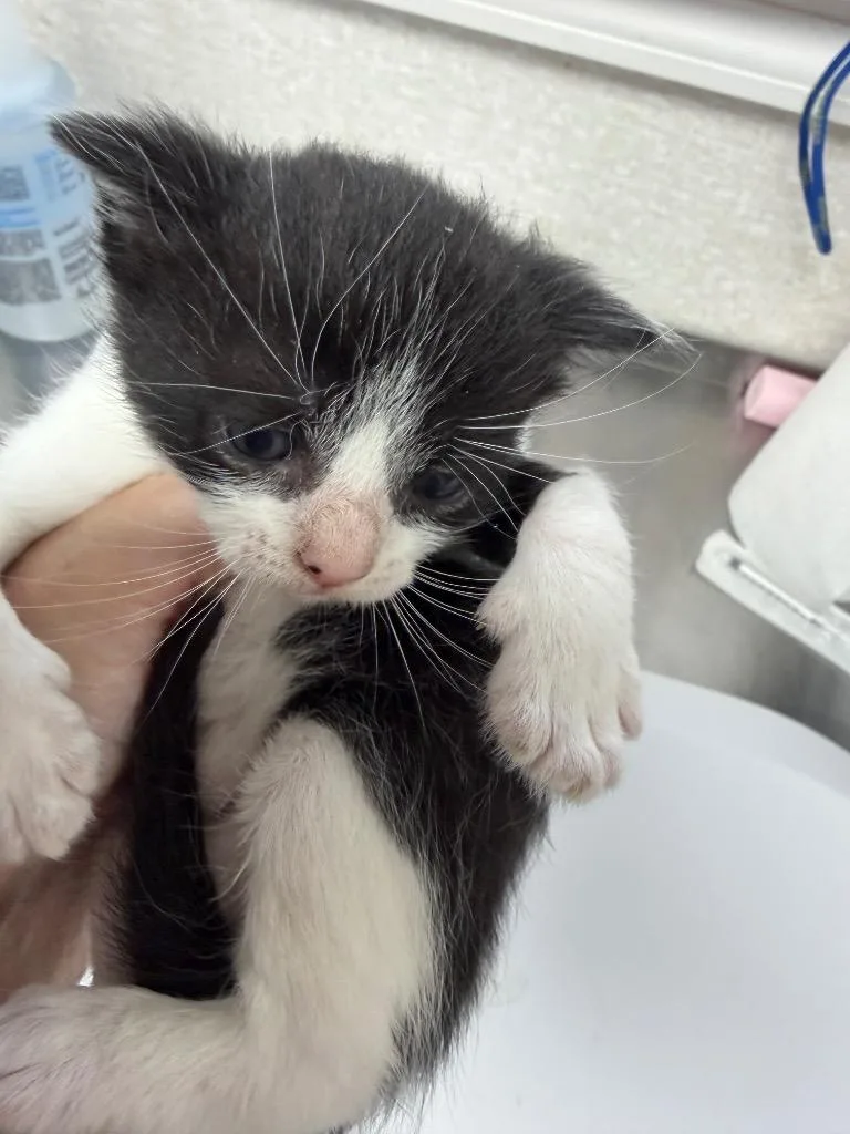 A baby medium-sized female Domestic Short Hair cat named Devil Dog for adoption in Pomona, NY