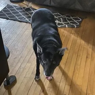 A senior small-sized female Labrador Retriever dog named Luna for adoption in Minneapolis, MN