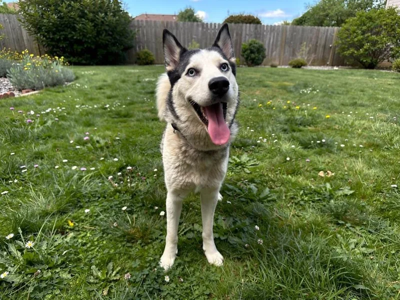 An adult medium-sized female Husky dog named Lucky for adoption in Sebastian, FL