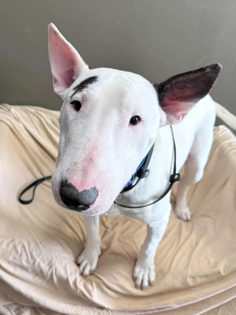 An adult large-sized male Bull Terrier dog named Kenny for adoption in New York, NY