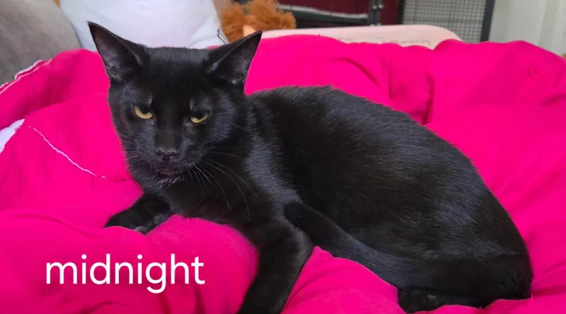 A baby medium-sized female Black Domestic Short Hair cat named Midnight for adoption in Oviedo, FL