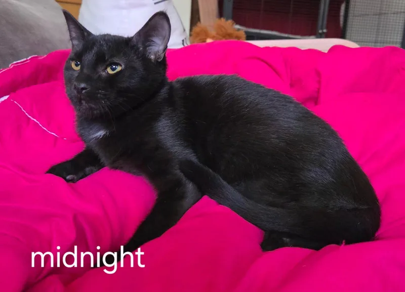 Midnight thumbnail 2