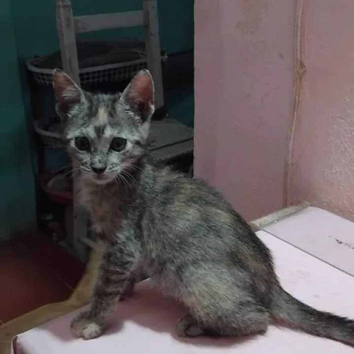 A young medium-sized female Domestic Short Hair cat named Roxy for adoption in Bend, OR