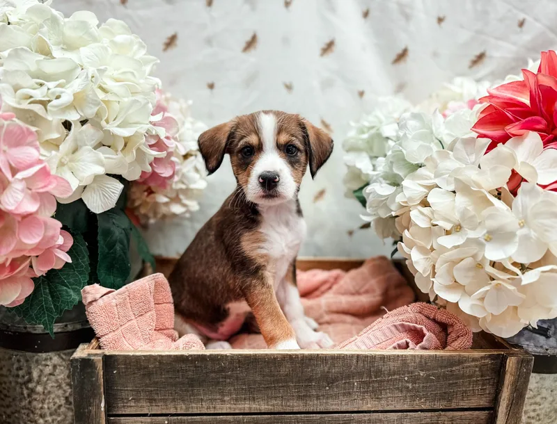 A baby medium-sized female Bicolor Terrier dog named Patty Pan for adoption in Newberg, OR