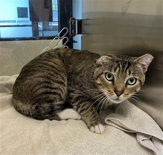 An adult large-sized male Domestic Short Hair cat named Rocky for adoption in San Luis Obispo, CA