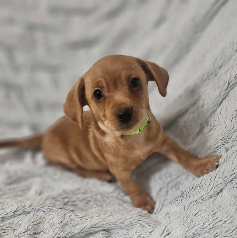 A baby small-sized female Yellow / Tan / Blond / Fawn Terrier dog named Atlas for adoption in Henderson, NV