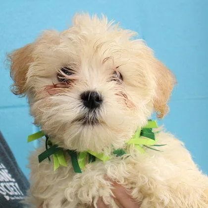 A baby small-sized male Mixed Breed dog named Landon for adoption in Lansing, MI