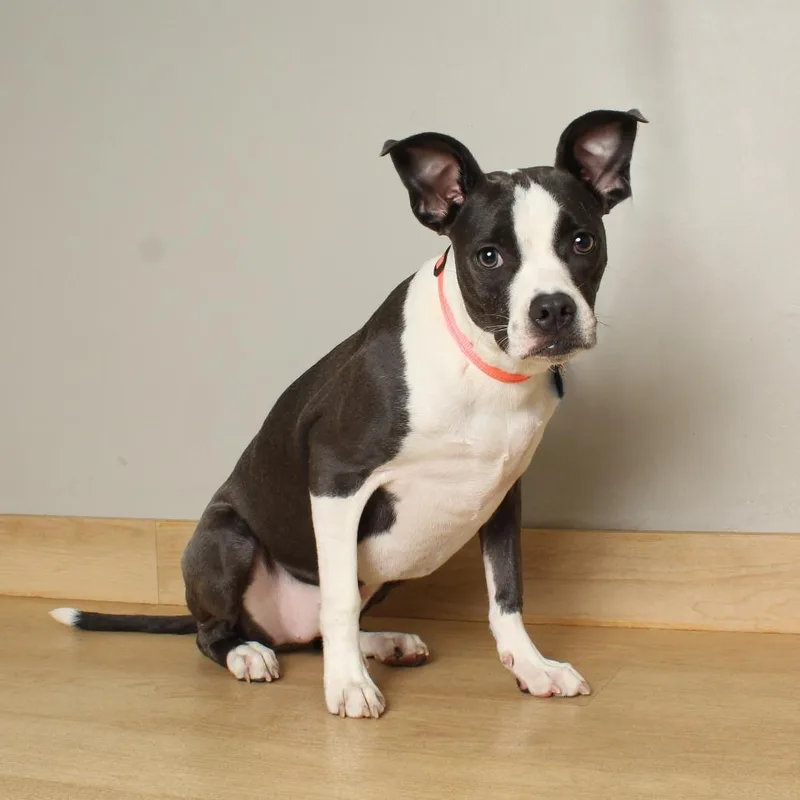 A young medium-sized female Black Whippet dog named Maddi D for adoption in Minnetonka, MN