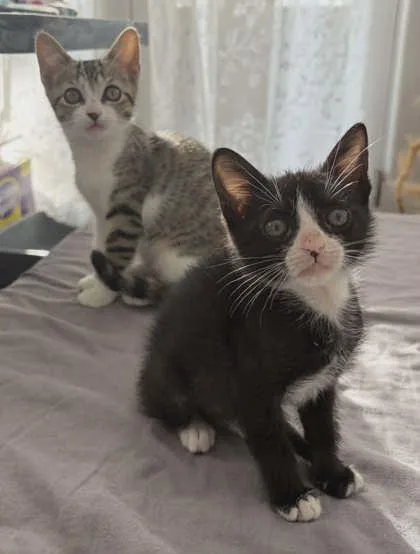 A young medium-sized female Domestic Short Hair cat named Tico for adoption in Savannah, GA