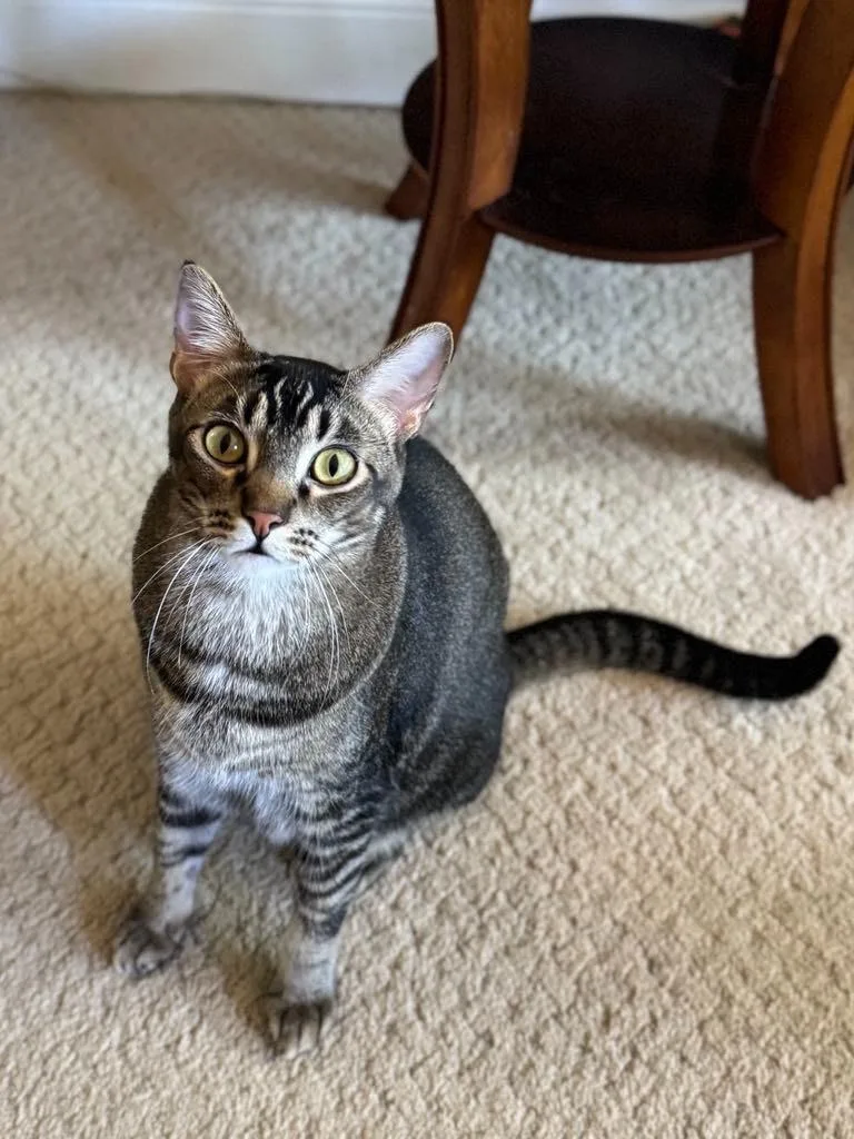A young medium-sized male Domestic Short Hair cat named Tango for adoption in Ballwin, MO