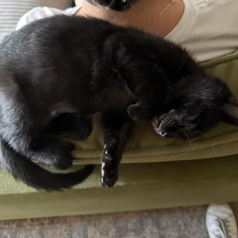 A baby small-sized male Black Domestic Short Hair cat named Meowzers for adoption in Los Angeles, CA