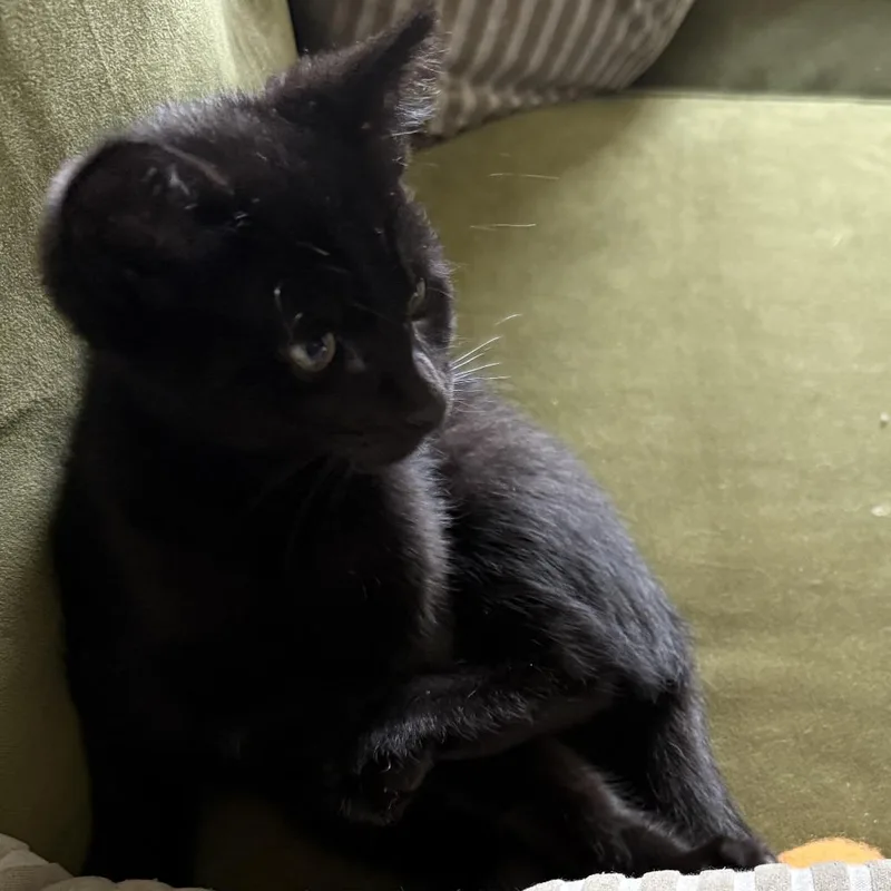 Meowzers thumbnail 2