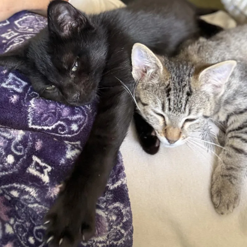 Meowzers thumbnail 3