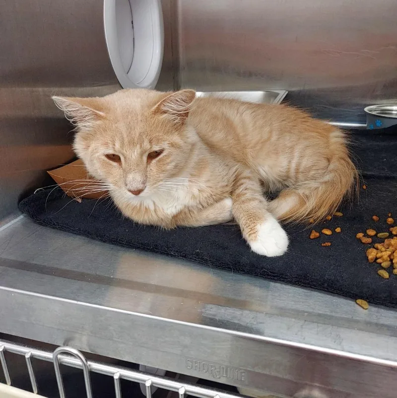 A young small-sized male Domestic Medium Hair cat named Twinkie for adoption in Hartsville, SC