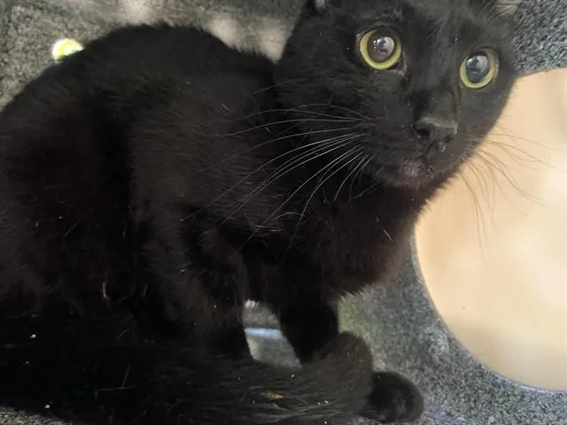 An adult medium-sized male Domestic Short Hair cat named Benny for adoption in Garland, TX