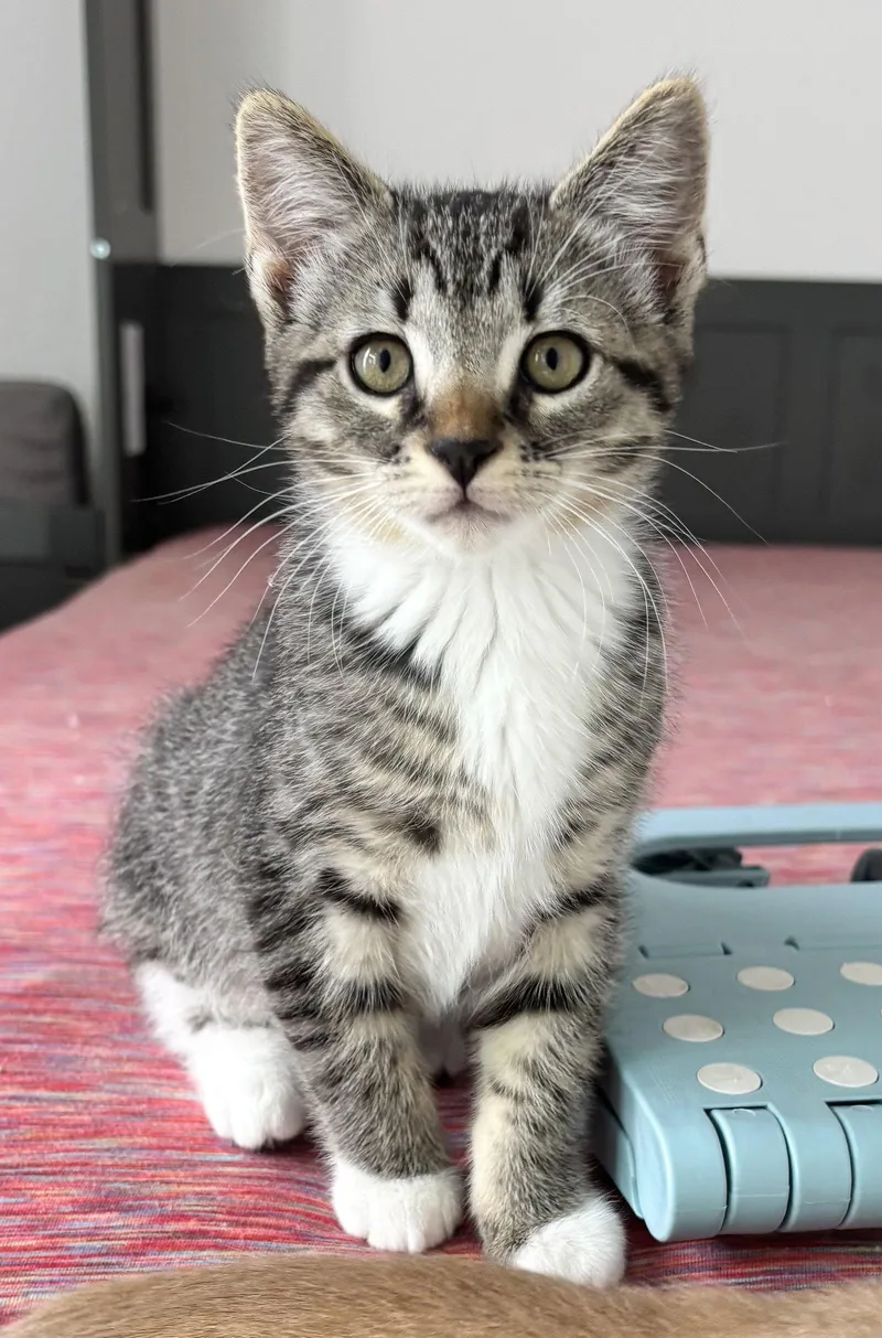 A baby medium-sized male Tabby cat named Pam Meredith for adoption in San Luis Obispo, CA