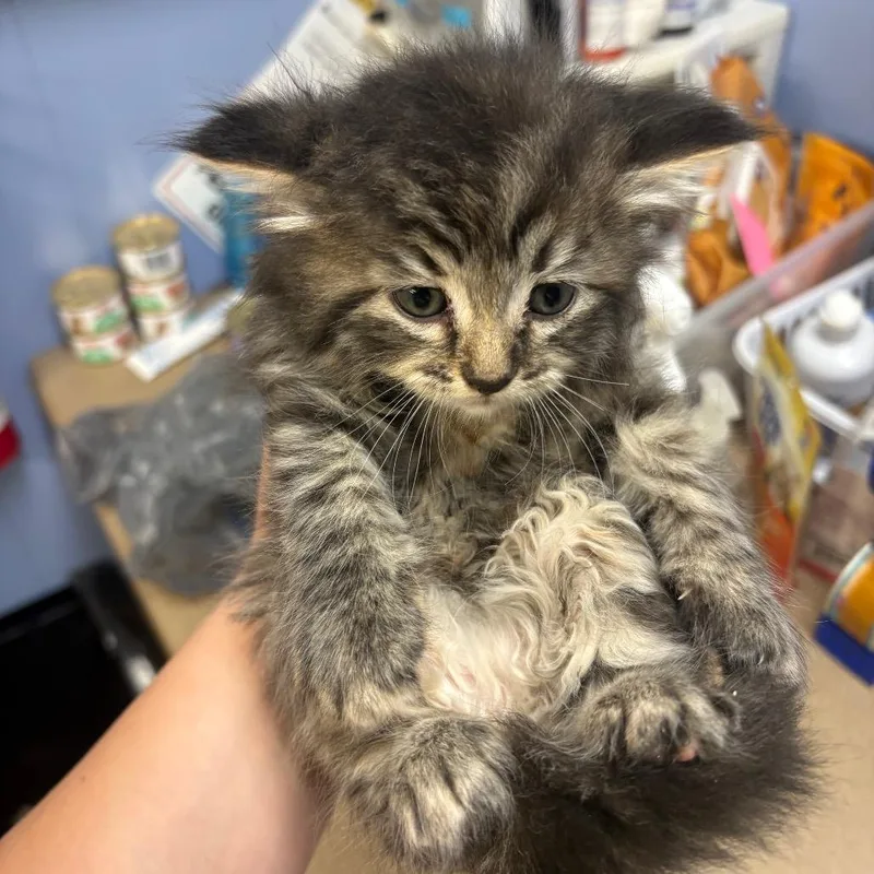 A baby small-sized female Torbie American Shorthair cat named Cholula for adoption in Tipton, IA
