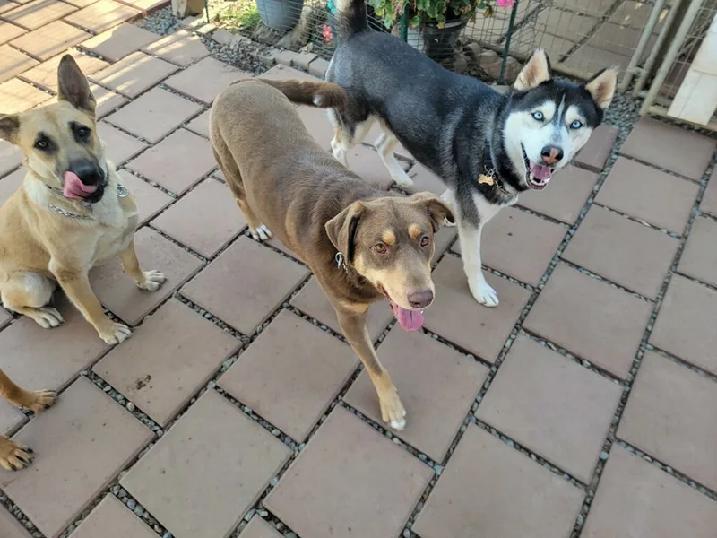 Yummy Sweet Chocopie