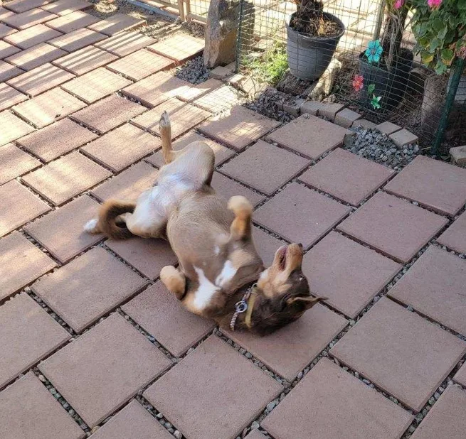 Yummy Sweet Chocopie thumbnail 2