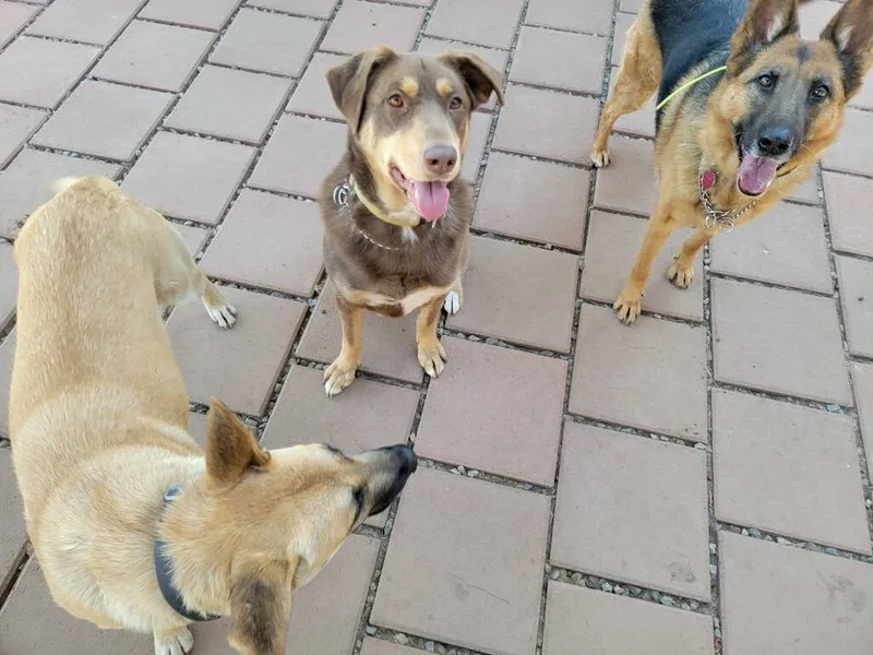 Yummy Sweet Chocopie thumbnail 3