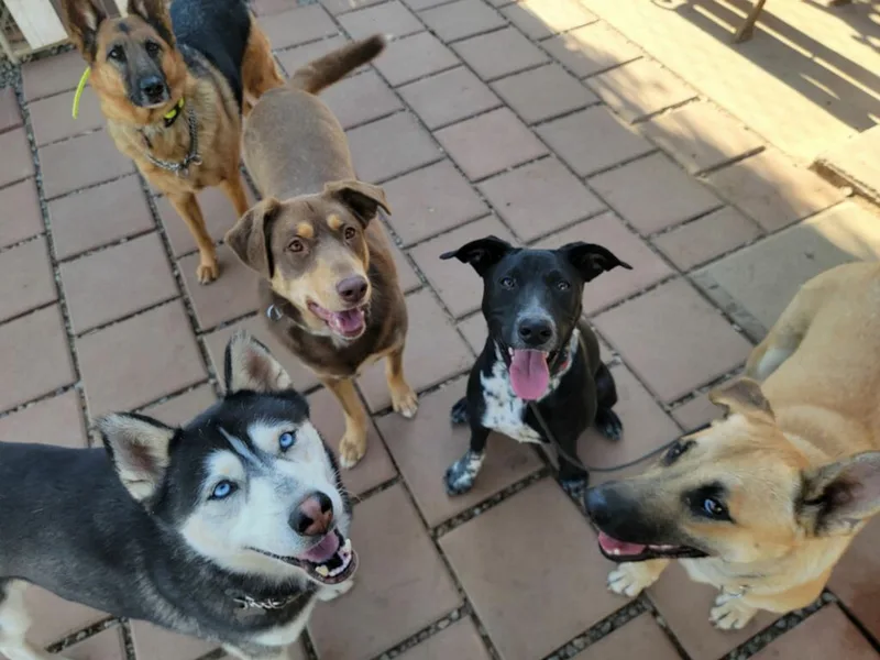 Yummy Sweet Chocopie thumbnail 4