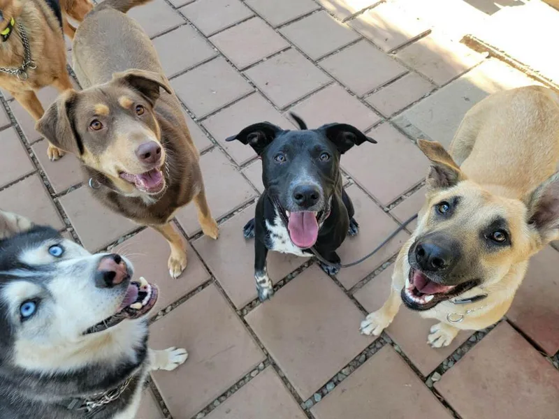 Yummy Sweet Chocopie thumbnail 5