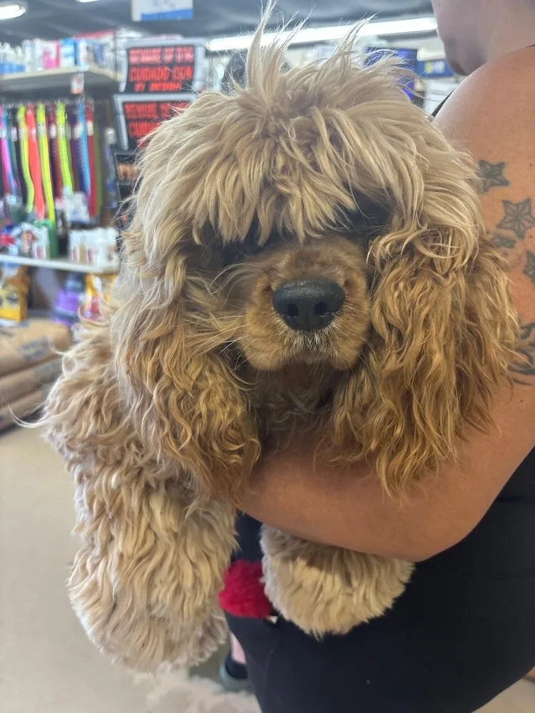 An adult small-sized male Tricolor (Brown, Black, & White) Cocker Spaniel dog named Scrappy for adoption in Lakeland, FL