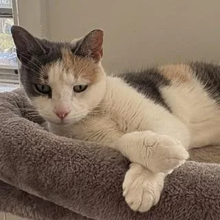 A young medium-sized female Dilute Calico Domestic Short Hair cat named Camille for adoption in Philadelphia, PA