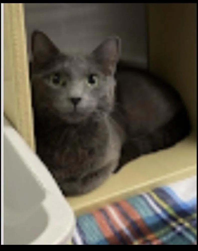 An adult medium-sized female Gray / Blue / Silver Domestic Short Hair cat named Alexi for adoption in Lafayette, CO