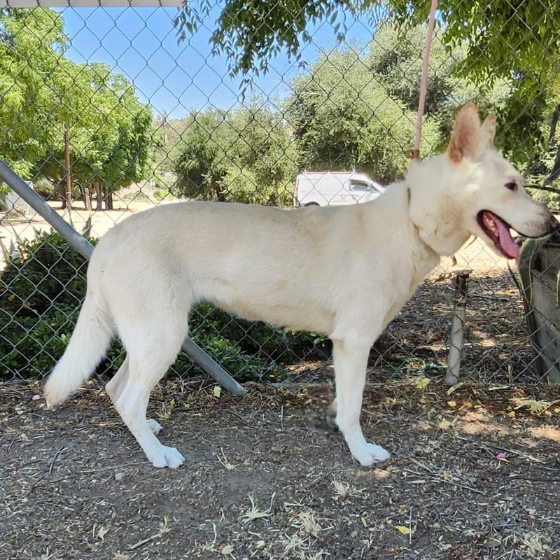 Chrysanthemum thumbnail 2