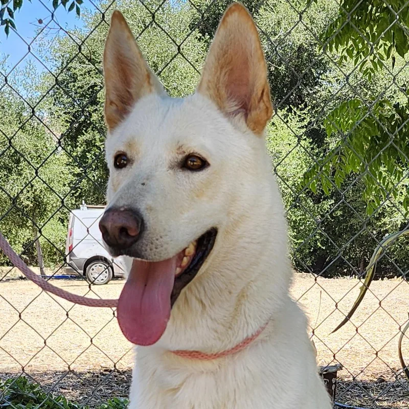 Chrysanthemum thumbnail 3