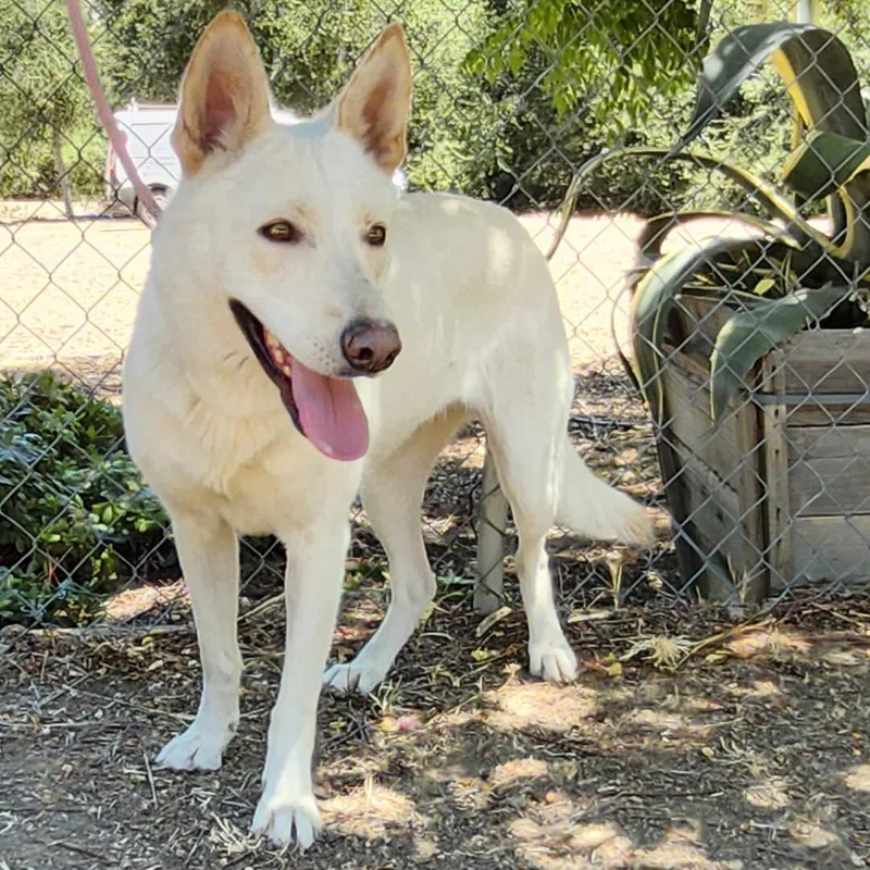 Chrysanthemum thumbnail 4