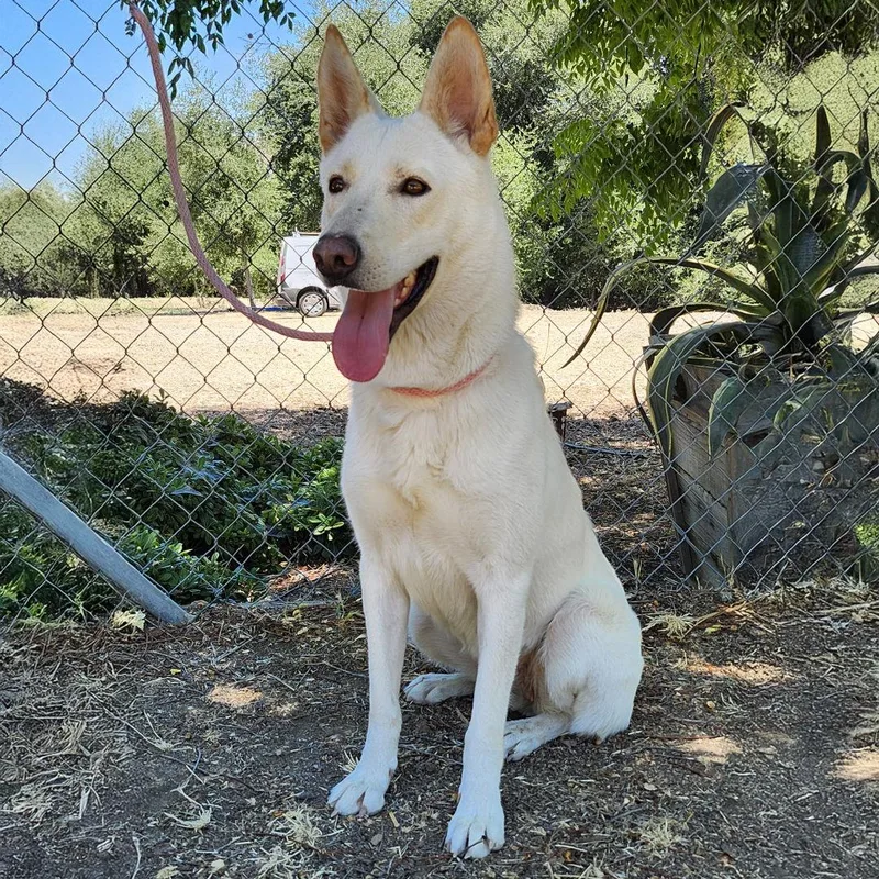 Chrysanthemum thumbnail 5