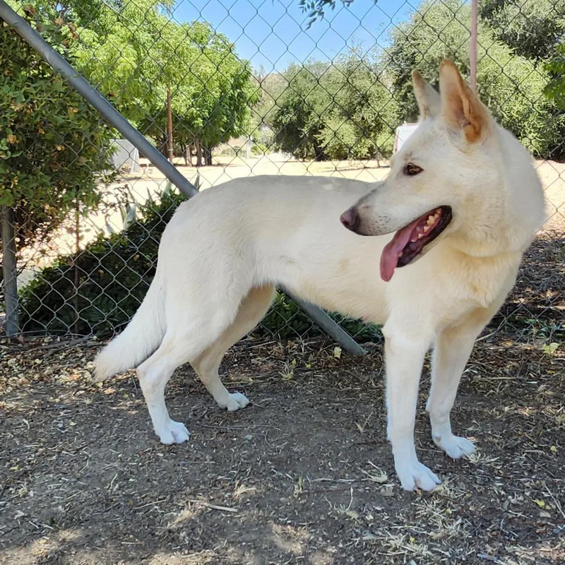 Chrysanthemum thumbnail 6