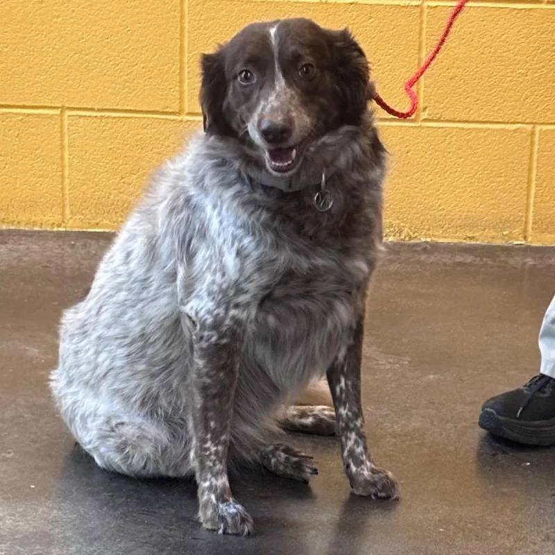 An adult medium-sized female Brown / Chocolate Australian Shepherd dog named Daisy Mae for adoption in Norman, OK