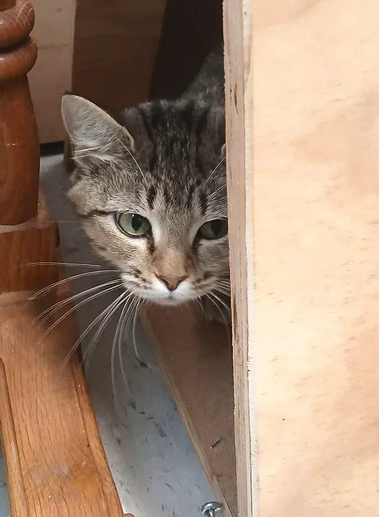 A young medium-sized female Tabby (Buff / Tan / Fawn) Domestic Short Hair cat named Orla for adoption in Pegram, TN