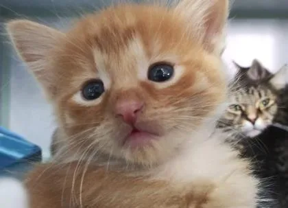 A baby small-sized male Domestic Short Hair cat named Donald for adoption in Manteo, NC