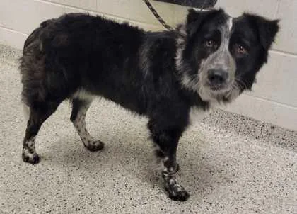 An adult large-sized male Black Mixed Breed dog named Bastian for adoption in Kansas City, MO