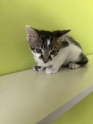 A baby small-sized male Domestic Short Hair cat named Tsktsk for adoption in New Orleans, LA