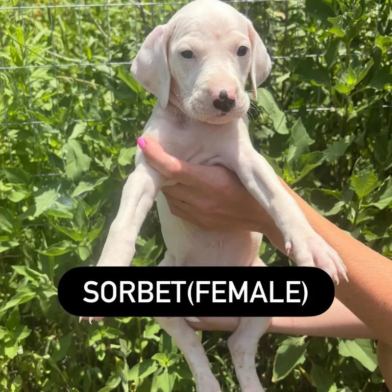 A baby small-sized female White / Cream Hound dog named Sorbet for adoption in North Charleston, SC