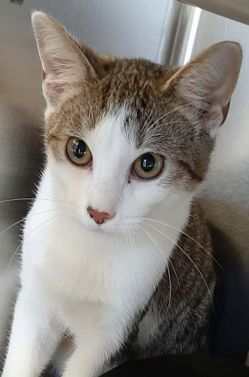 A young medium-sized male Domestic Short Hair cat named Beetlejuice for adoption in Georgetown, OH