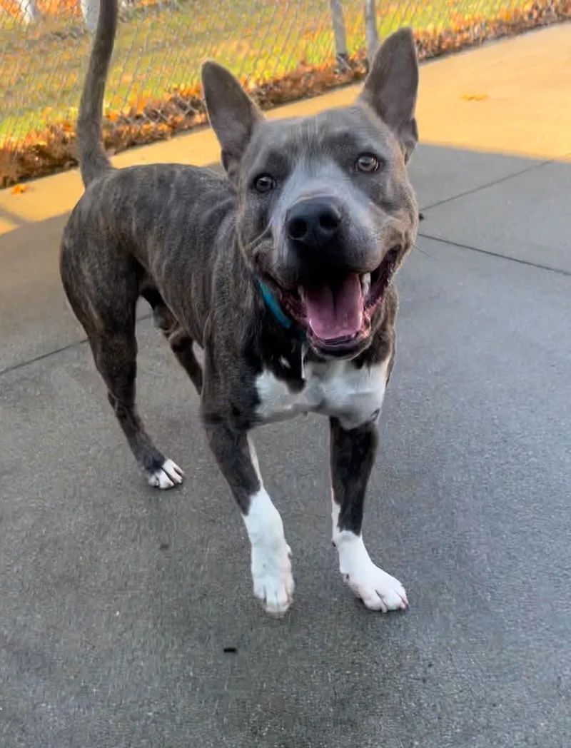 An adult medium-sized male Brindle American Staffordshire Terrier dog named Byron for adoption in Pawtucket, RI