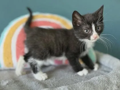 An adult small-sized female Domestic Short Hair cat named Angelica for adoption in Berwick, PA