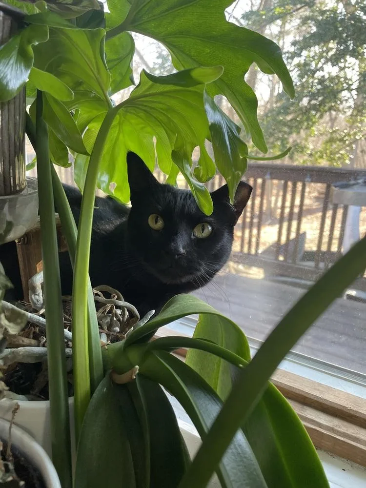 Katrina Tcc thumbnail 6