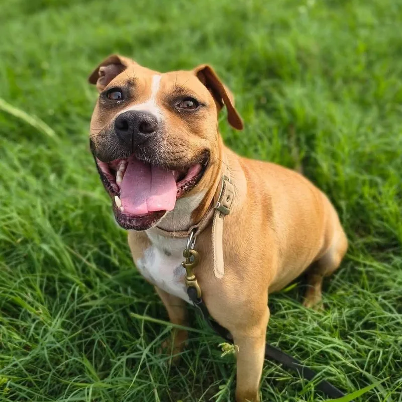 An adult large-sized female Boxer dog named Puddin for adoption in Clinton, WI